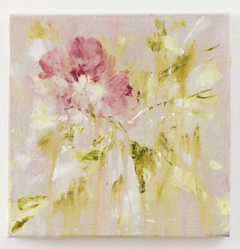 Bianca Raffaella Garden Rose, 2024