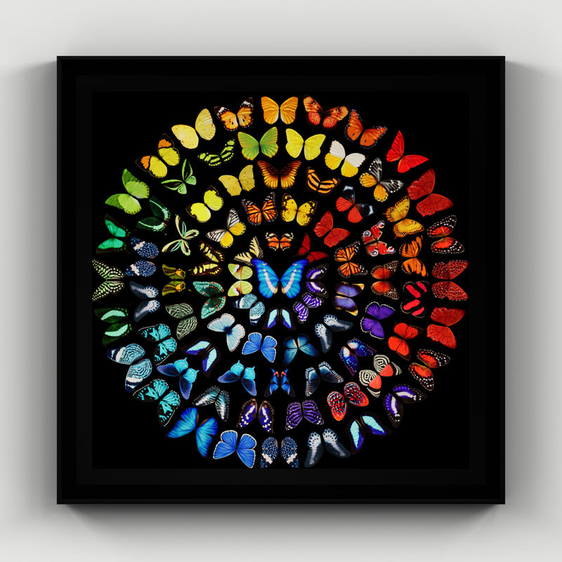 Dominic Harris Spectrum