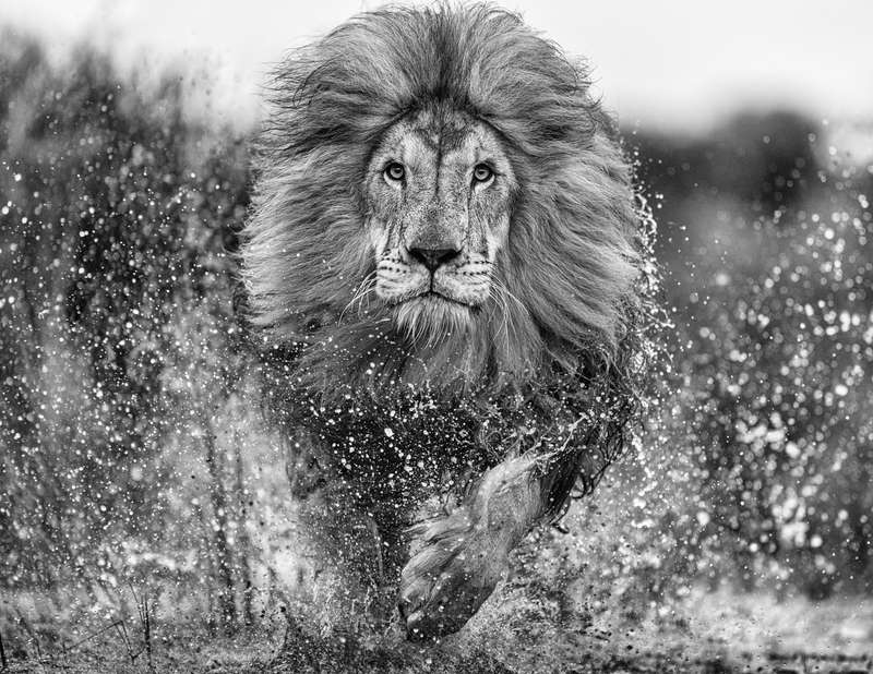 David Yarrow Marshlands Archival Pigment Print