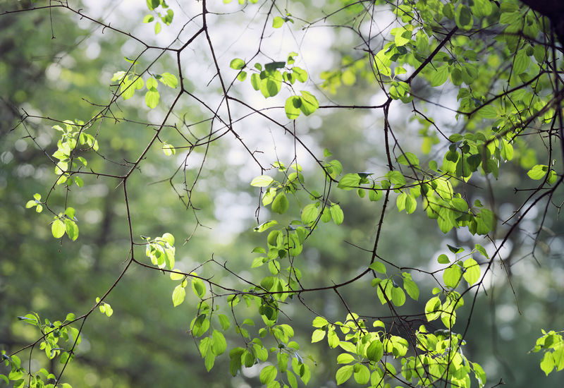 Works from Janelle Lynch's Another Way of Looking at Love included in Other Nature