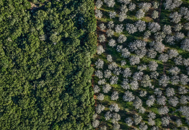 Edward Burtynsky Xylella Studies