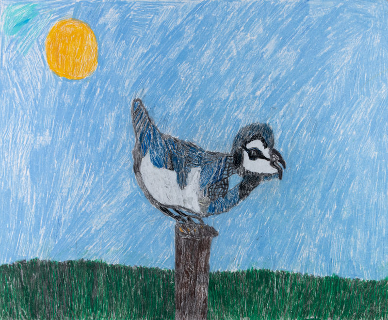 Andrew Sloan, North American Stellar Blue Jay, 2025
