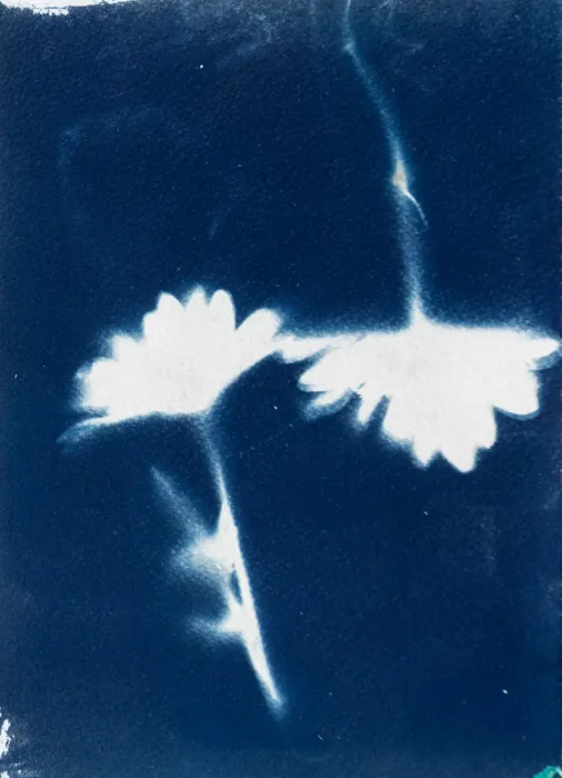 Carol Pyes, Tulips, 2022