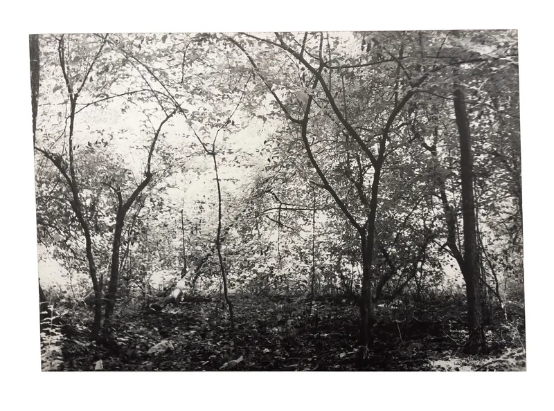 Constantin Flondor, Green Forest, 1981