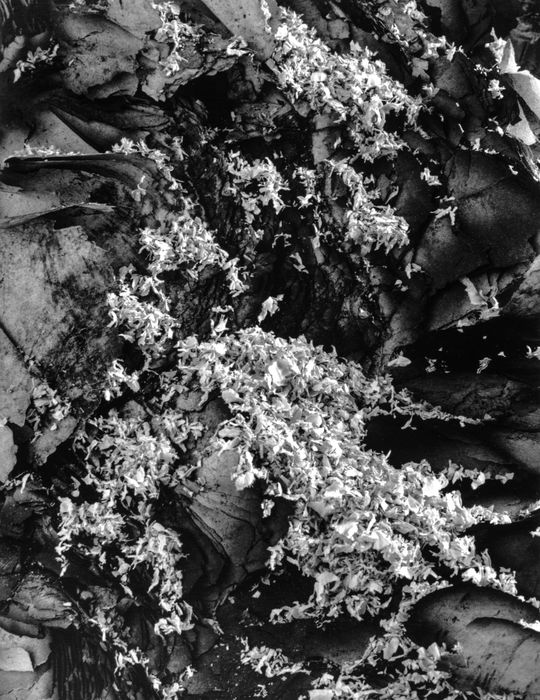 Hitoshi Fugo, KAMI 35, 2001