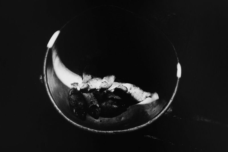 Hitoshi Fugo, BLACKOUT 24, 1980