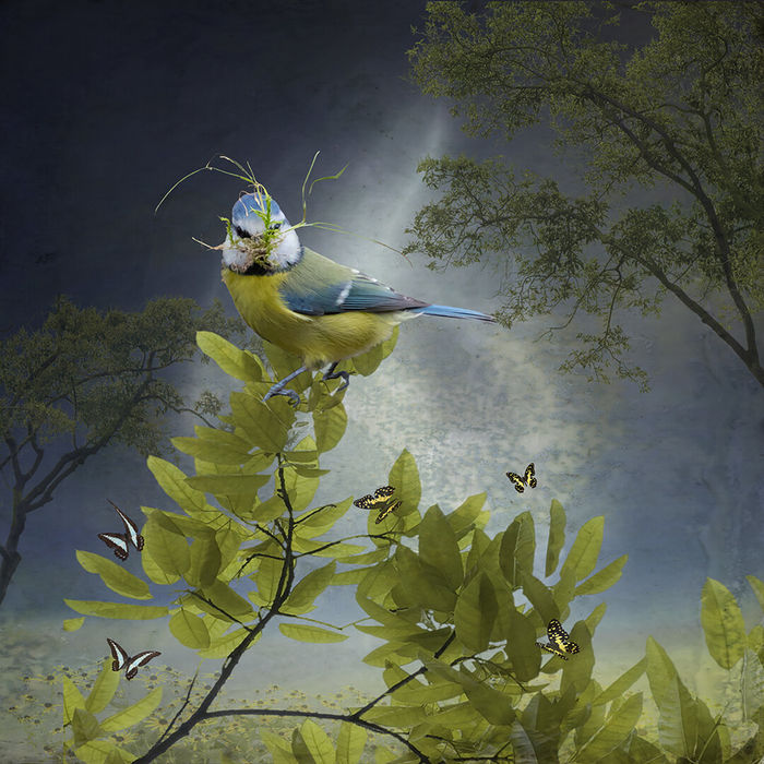 Ryn Clarke, Nest Builder, 2020