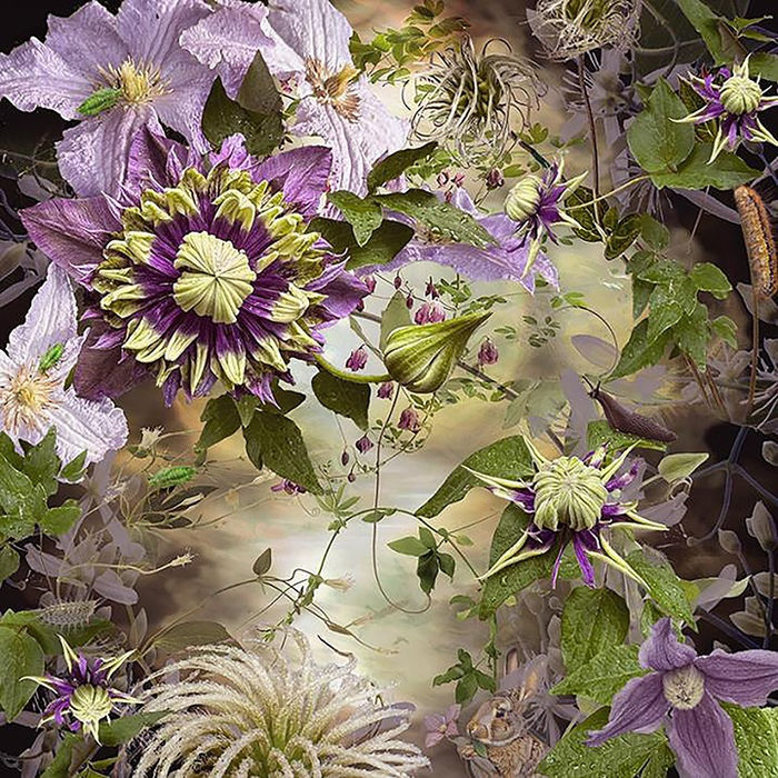 Ryn Clarke, Purple Clematis, 2024