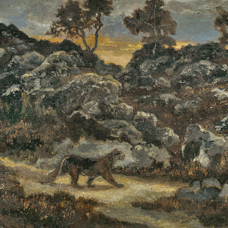 COUGUAR GUETTANT UN OISEAU