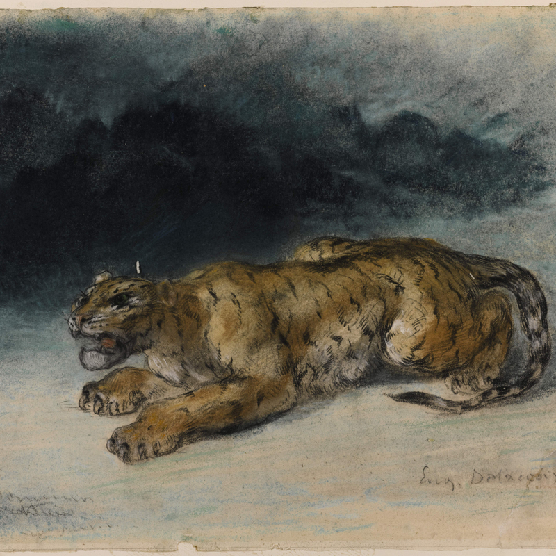 TIGER PREPARING TO SPRING