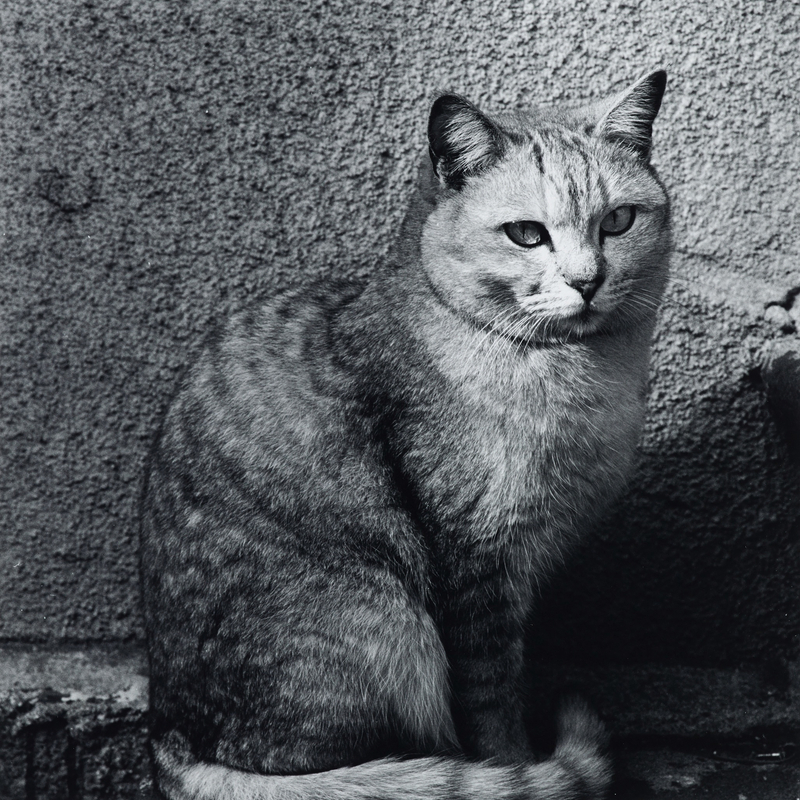 须田一政《千代田区・御茶ノ水 民谣山河》系列 Ochanomizu, Chiyoda-ku from Monogusa Syui，珂罗版作品