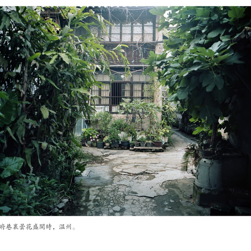 俞西奇《白玉兰》  Yu Xiqi White Magnolias  2012