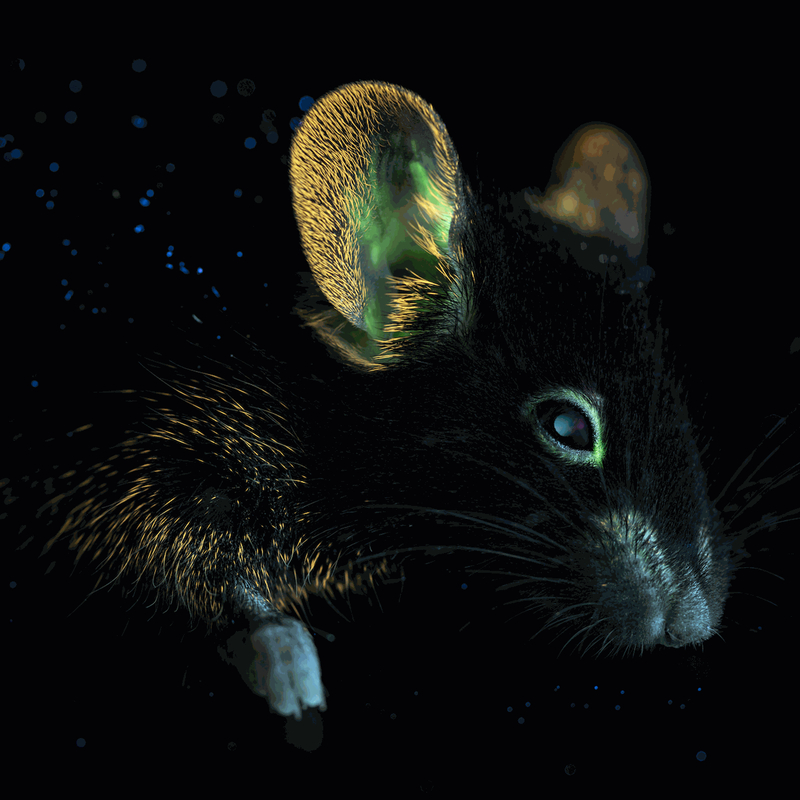 22 Aequorea Victoria