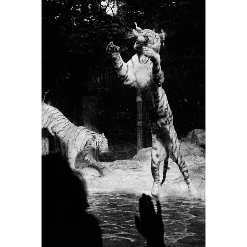 26523E31 329D 41F2 959C 031C8Cda80D2