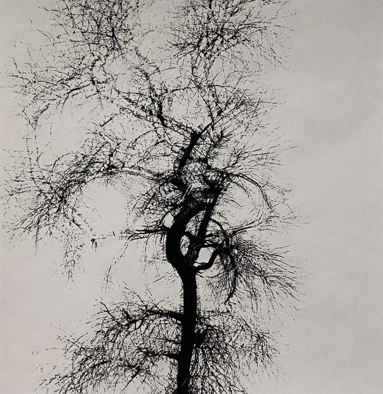 Harry Callahan, Multiple Exposure Tree, 1956