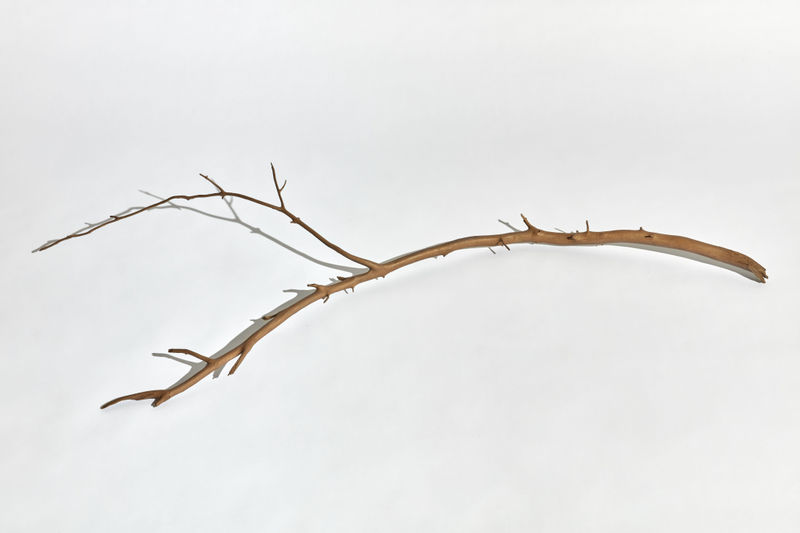 Kelly Akashi Witness, 2021 Lost-wax cast bronze 7 x 57 x 23 inches 18 x 145 x 58.5 cm.