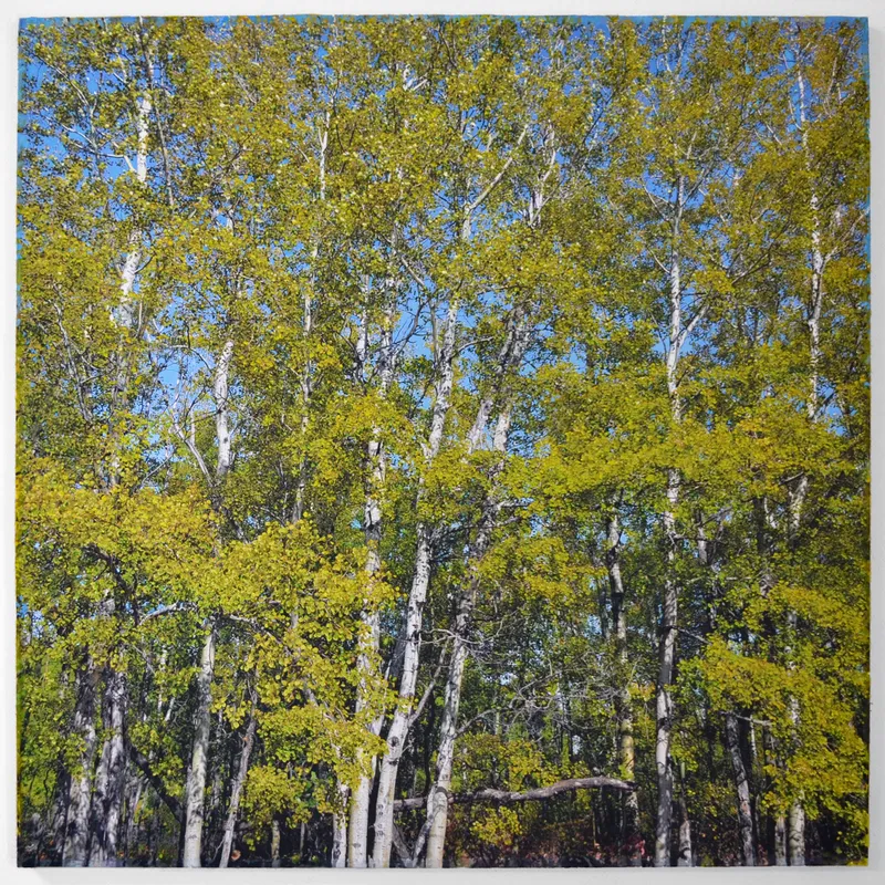 Robin Smith Peck, In the Woodlands #29, 2025