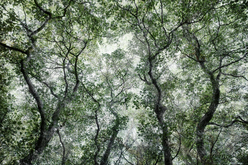 Santeri Tuori Forest 49, 2022 Pigment Print 153 x 223 cm / 60.3 x 87.8 in Edition of 6 + 2APs 78.5 x 112 cm / 31 x 44 in Edition of 6 + 2APs