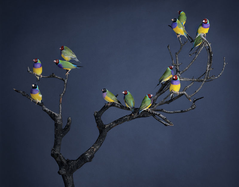 Leila Jeffreys From the series, The wound is the place where the light enters, Burnt branch, 2022 Photograph on archival fibre based cotton rag paper 134 x 170 cm / 53 x 67 in Edition of 2 + 2APs 110 x 140 cm / 43.5 x 55 in Edition of 8 + 2APs 86 x 110 cm / 34 x 43.5 in Edition of 14 + 2APs