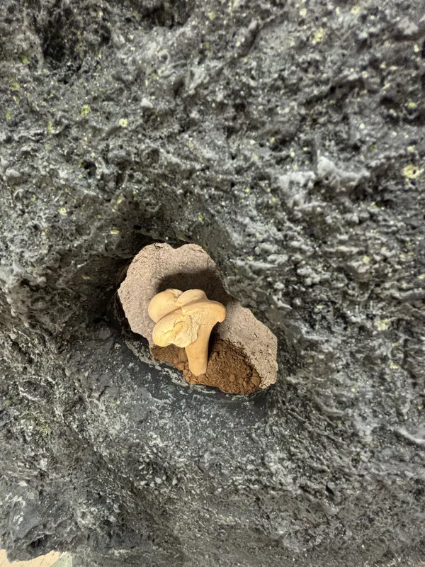 Oli Turner, Portal (4), 2026