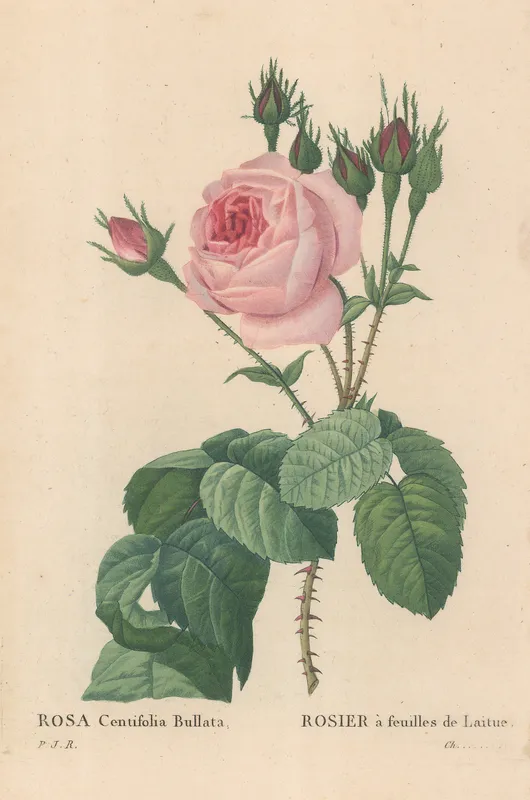 Pierre-Joseph Redouté, Rose - Lettuce Rose, 1824