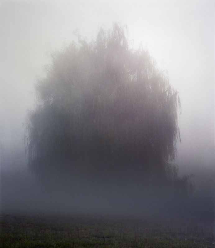 Simen Johan (Norwegian, b. 1973) Untitled #138 (Tree), 2006 Digital C-Print Image size: 64" x 74" (162.56 x 187.96 cm) Paper Size: 71" x 81" (180.34 x 205.74 cm) Edition of 6