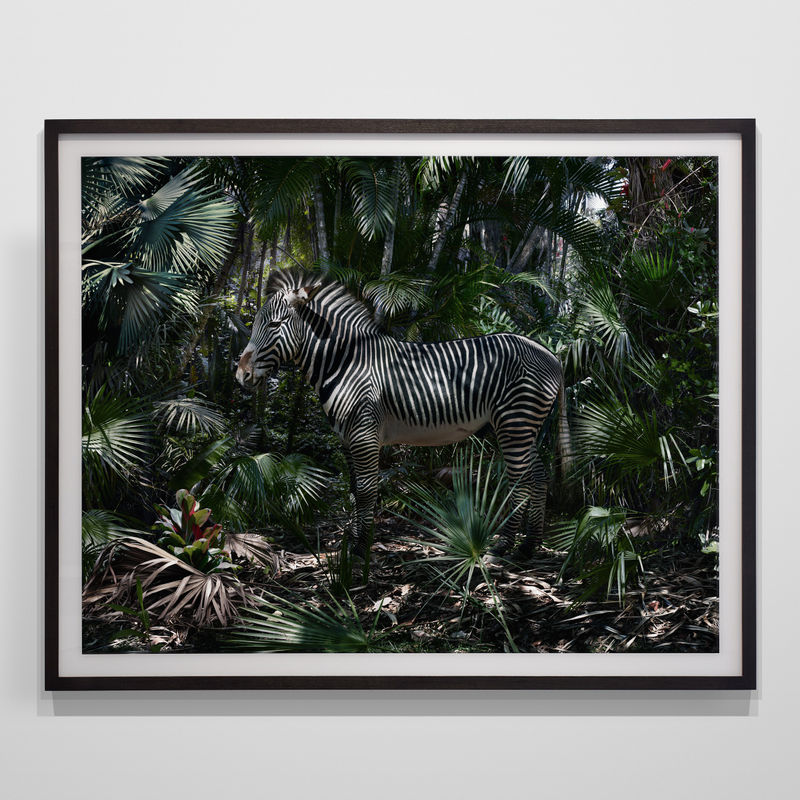 Installation View | Simen Johan: Simen Johan Featured Artwork: Simen Johan (Norwegian, b. 1973) Untitled #181, 2015 Digital C-Print Image: 62 x 79 1/2” (157.5 x 201.9 cm) Paper/Mount: 68 1/2” x 86" (174 x 218.4 cm) Framed: 71" x 88 1/2” (180.3 x 224.8 cm) Edition of 5 plus 2 artist's proofs