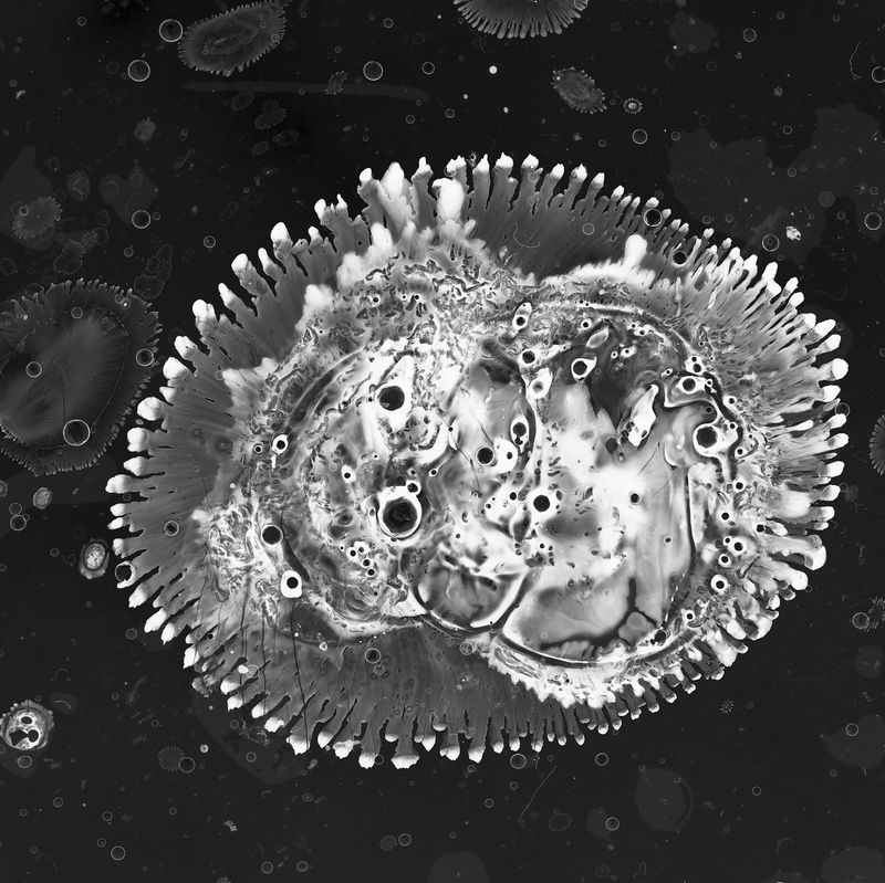 MIKROTOPIA , Franziska Baumgartner