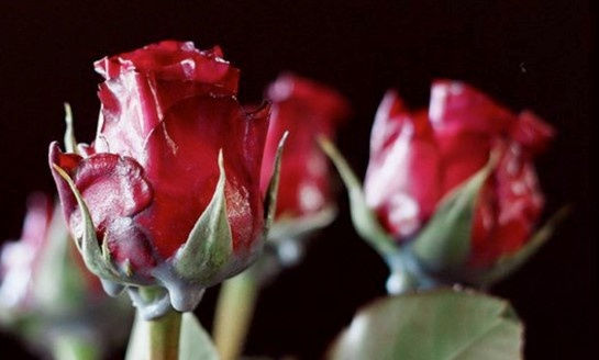 Albemarle Street Christmas Lights | Ellie Hartley Flowers