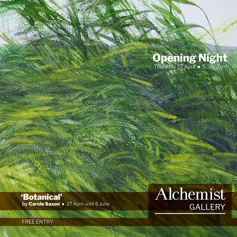 buy art artwork carole saxon harvey Scottish Highlands Orkney watercolour Botanicals landscape floral flowers