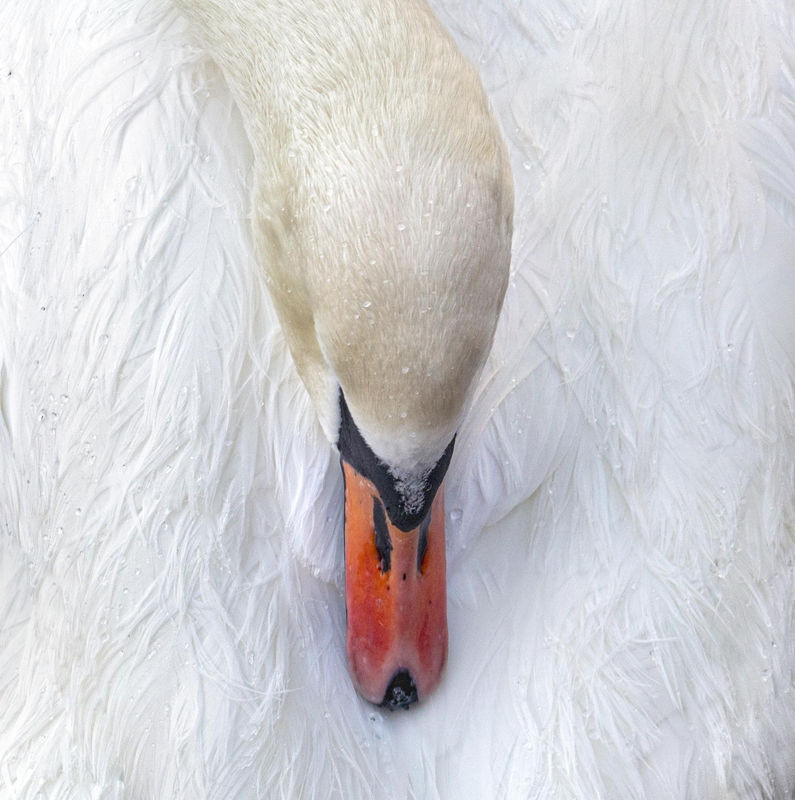 Swans - Visions of light and darkness, Charlotte Fröling