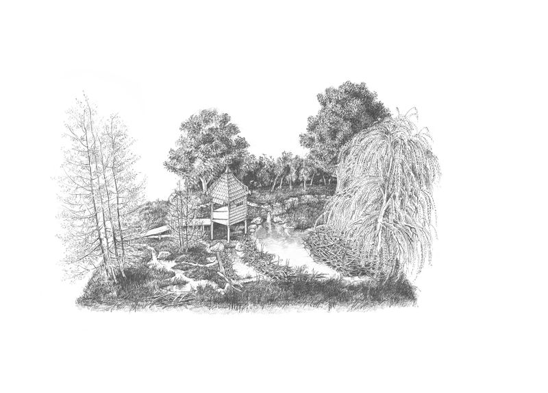 Graphite Drawing showing a naturally re-wilded landscape, by Paul Newman