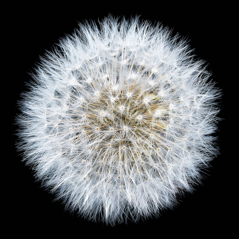 A Thousand Wishes, 2020 Fine art photograph, archival pigment print 115 x 115 cm / 45 x 45 in 91.5 x 91.5 cm / 36 x 36 in 76 x 76 cm / 30 x 30 in 61 x 61 cm / 24 x 24 in 40 x 40 cm / 16 x 16 in Limited Editions of 10/15/25 dependent on size