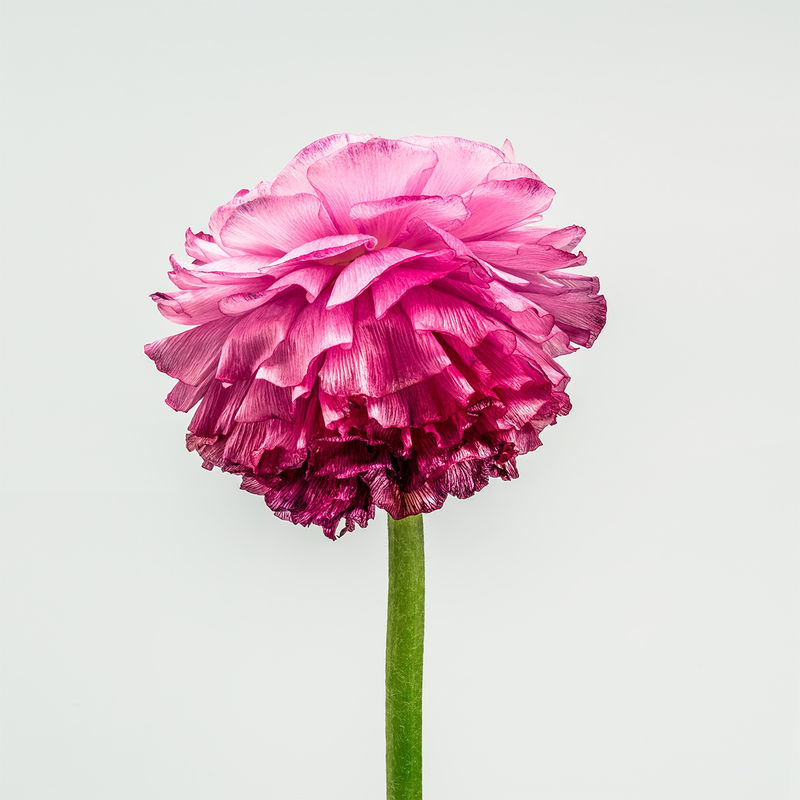 Cascade, 2023 Fine art photograph, archival pigment 'giclee' print 91.5 x 91.5 cm / 36 x 36 in 76 x 76 cm / 30 x 30 in 61 x 61 cm / 24 x 24 in 40 x 40 cm / 16 x 16 in Limited Editions of 10/15/25 dependent on size