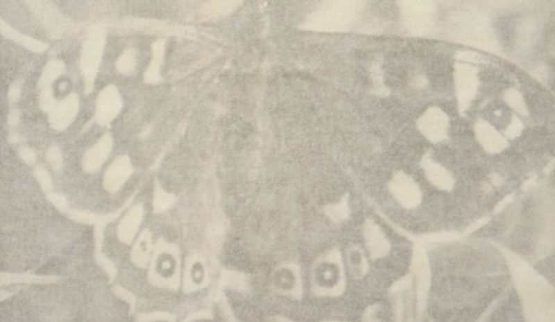 Feiyi Wen: The Garden and the Gaze , C4 Journal