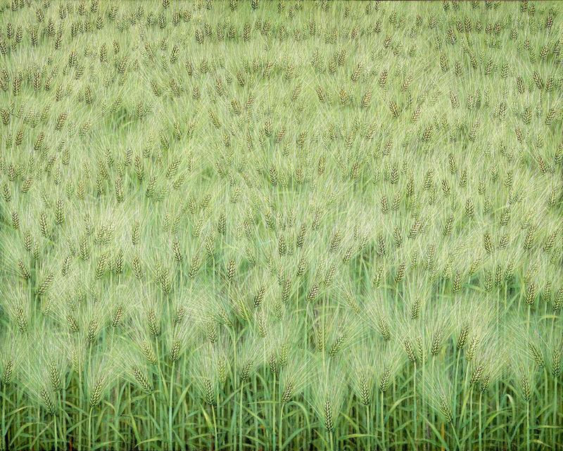 이숙자 2021-2023 청보리 벌판 Blue Barley Field 227.3x181.8cm 순지5배접, 암채 Stone color on Korean paper