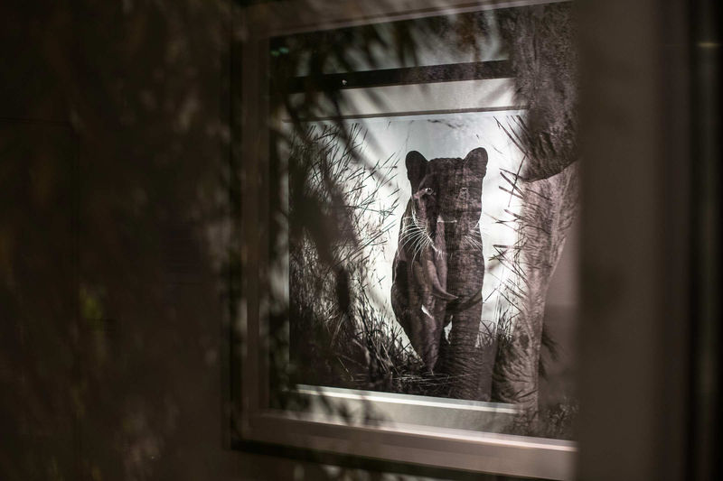 DAVID YARROW: IT'S FIVE O'CLOCK SOMEWHERE