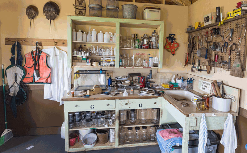 Mark Dion’s Iconic Installation with Added New Flairs on View in NYC