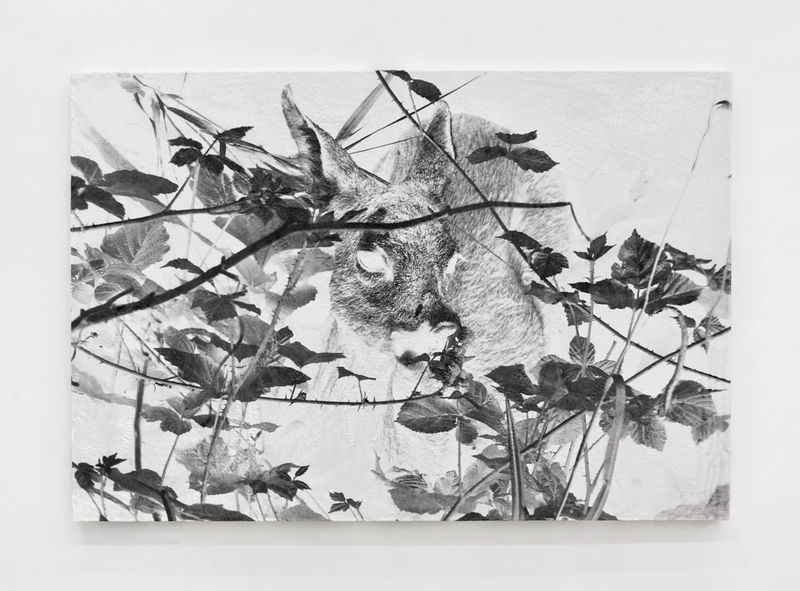 Luca Campestri 卢卡·坎佩斯特里