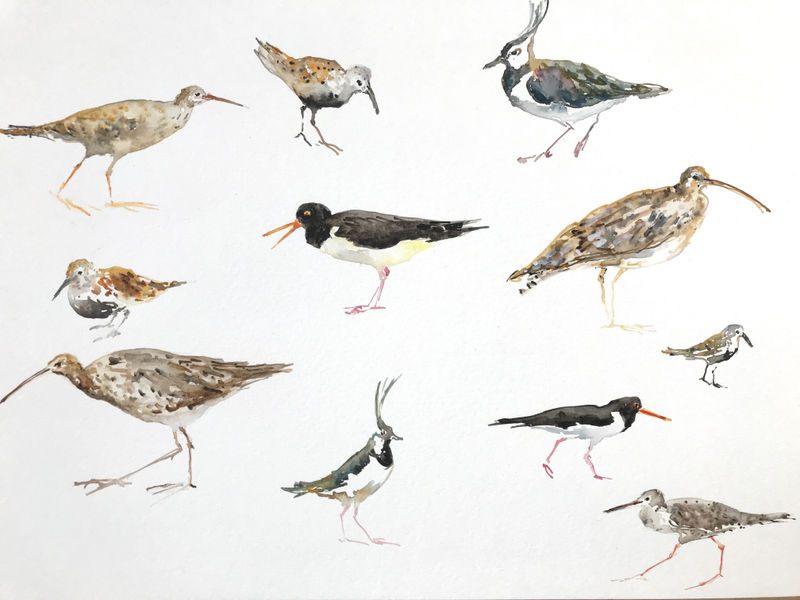 Fledge: A Year of Birds, A mixed and multidisciplinary exhibition of artworks and words