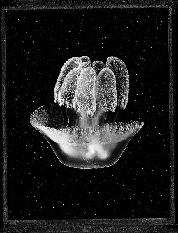 Liturgy of Light, Jan C Schlegel