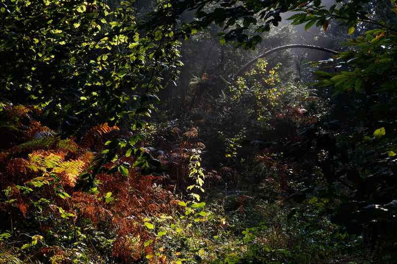 Janez Bogataj, Bagatelles #21, 2016, 70 x 100 cm, edition of 5 + 2 AP