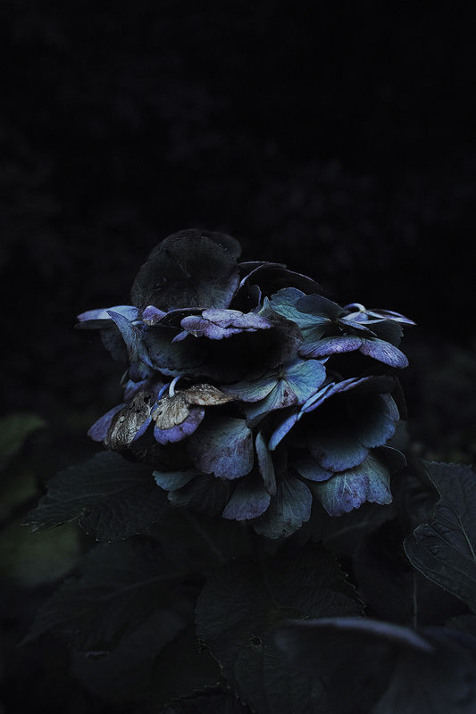 #77 Shimpei Yamagami - Epiphany