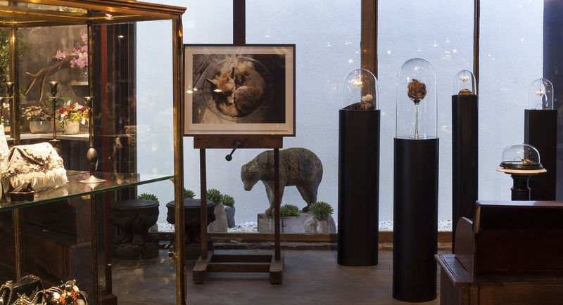 Polly Morgan at Grange Hall