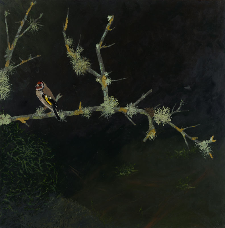 Goldfinch, 2023 Gesso on board 50 x 50 cm