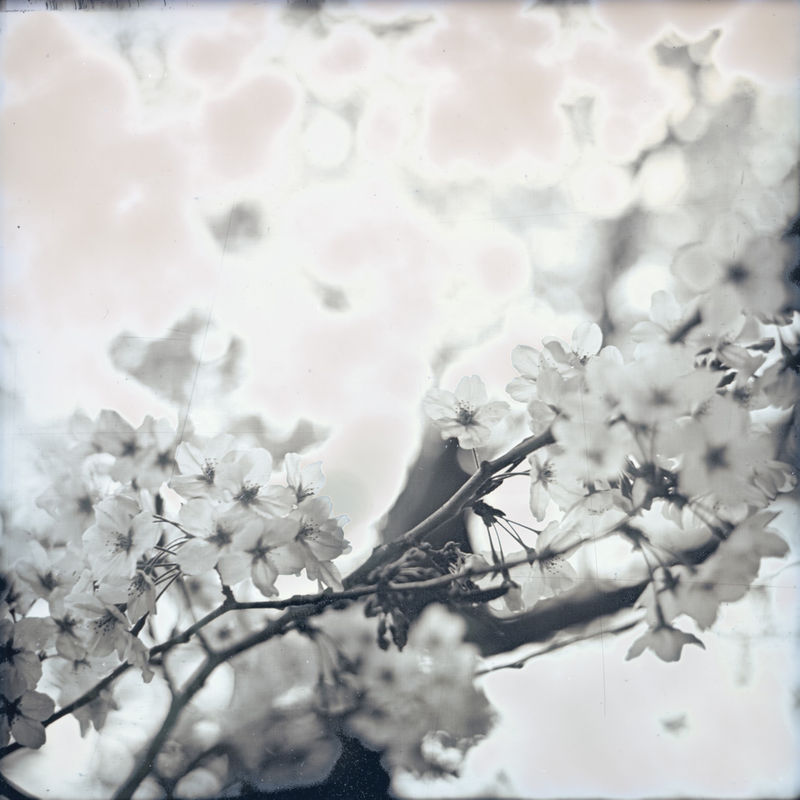 Takashi Arai, Sakura Bandobashi, March 28, 2019