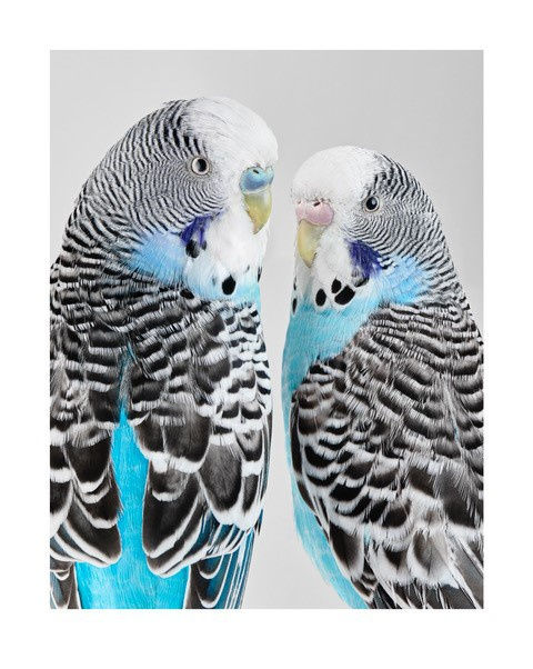 Leila Jeffreys, HIgh Society