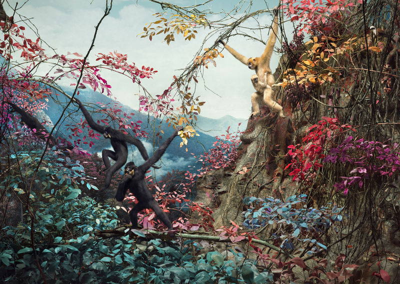 Jim Naughten, Gibbons, 2001, C type photographic print, 150 x 211 cm, edition of 3 plus 1 artist's proof