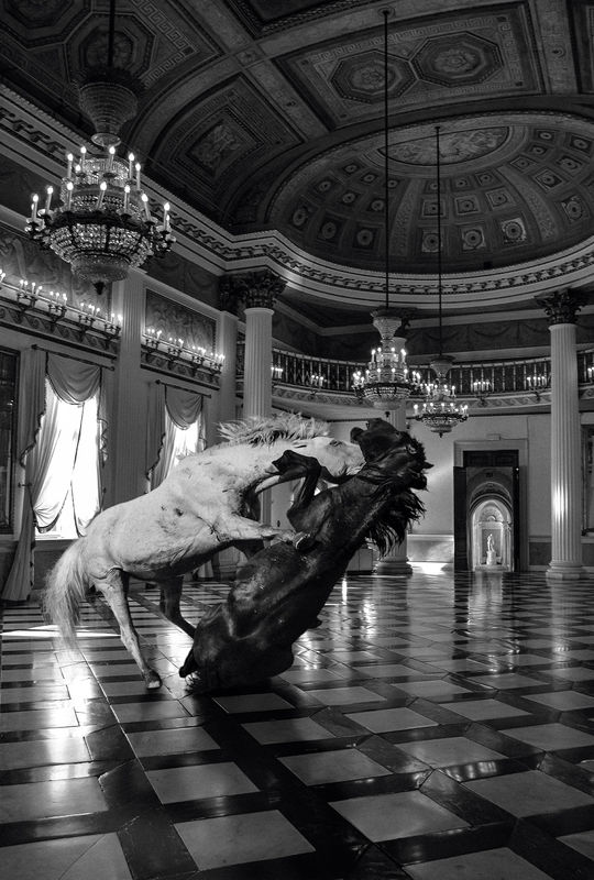 Animal: Cate Consandine and Stephen Garrett