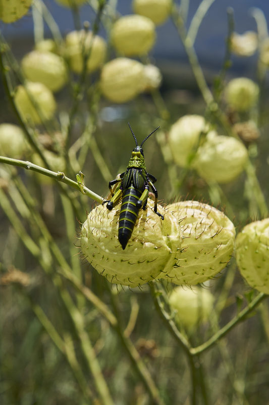 Anke Loots | Locust, Cape Town | 2019
